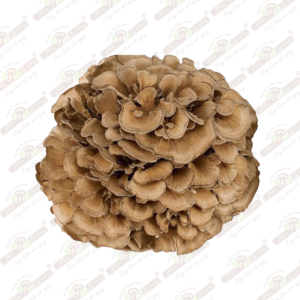 Nấm Maitake 150g - Ảnh 6