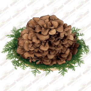 Nấm Maitake 150g - Ảnh 5