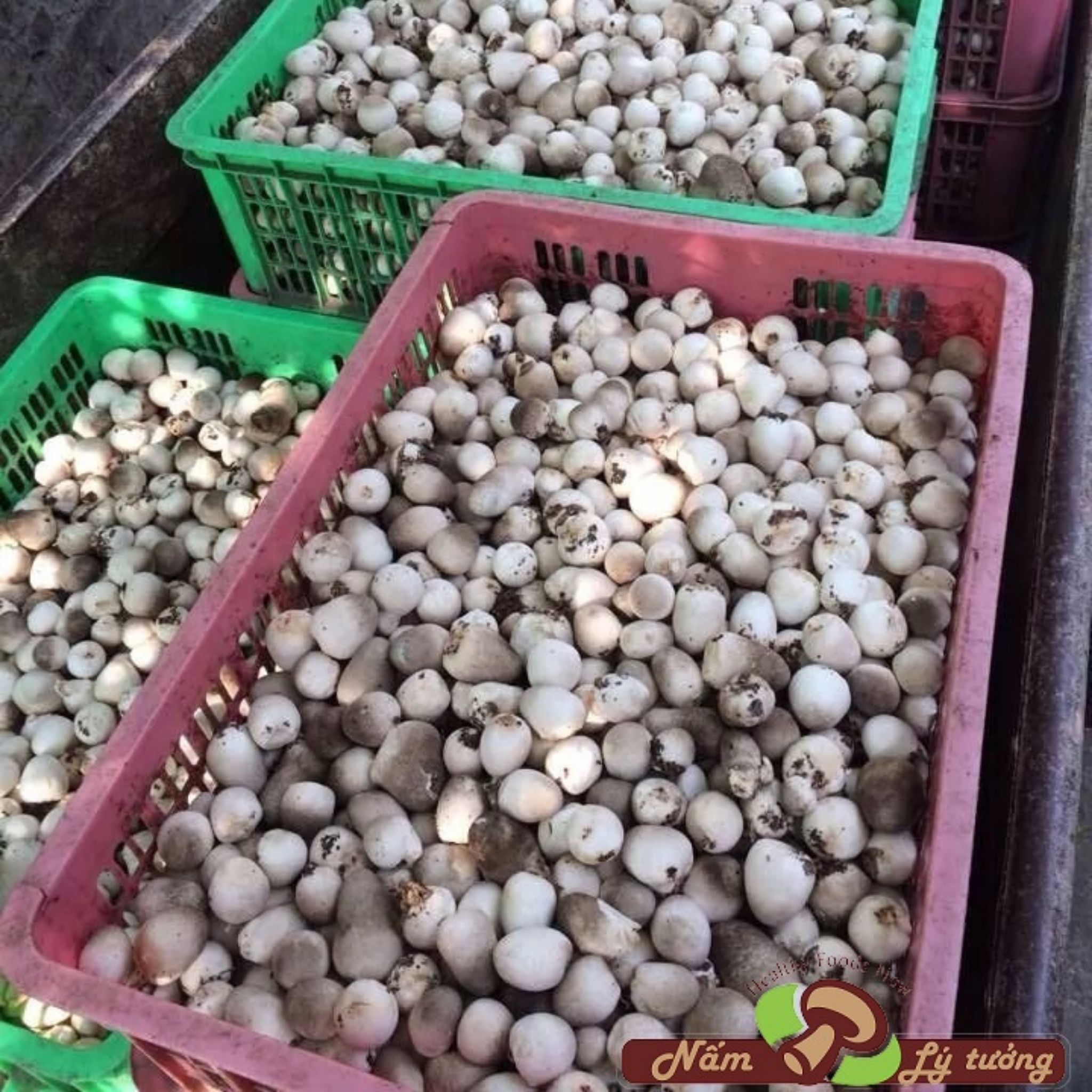 Nấm Rơm Tươi 200g - Ảnh 3