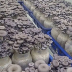 Nấm Yến 225g - Ảnh 3