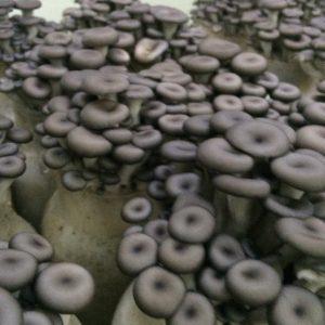 Nấm Yến 225g - Ảnh 2
